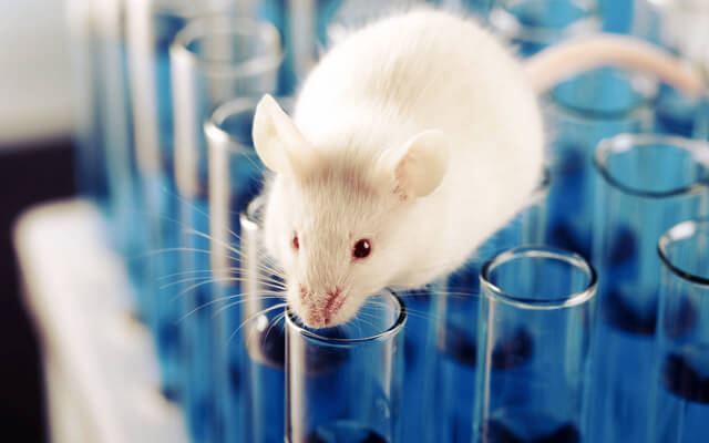 Animal Model Platform for CAR-T Therapy (Creative Biolabs Authorized)